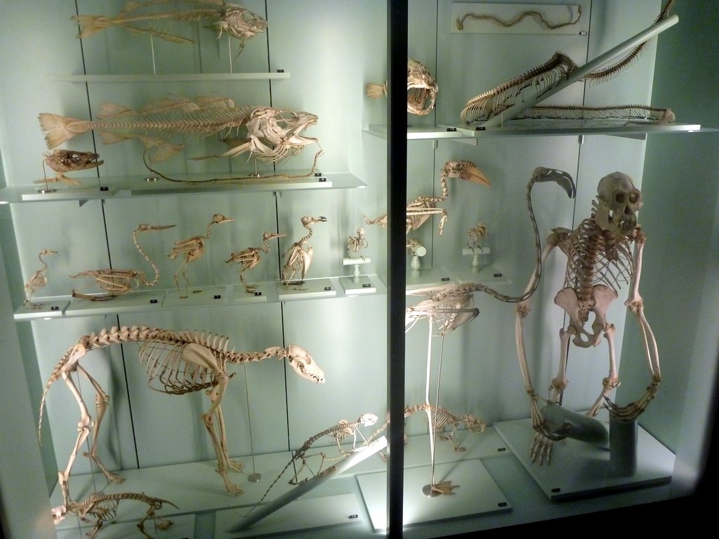 Naturhistorisches Museum der Burgergemeinde Bern