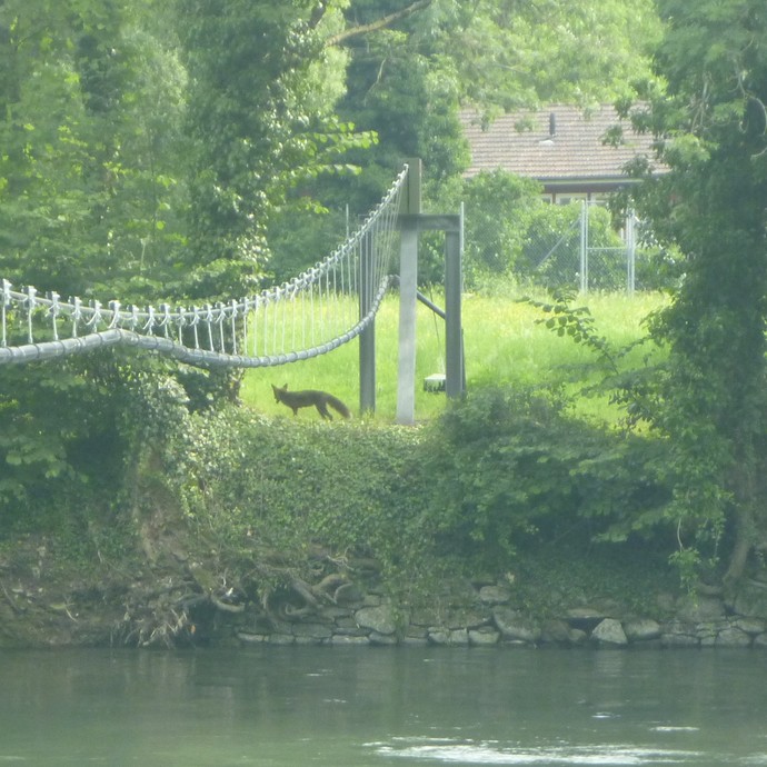 The Limmat River