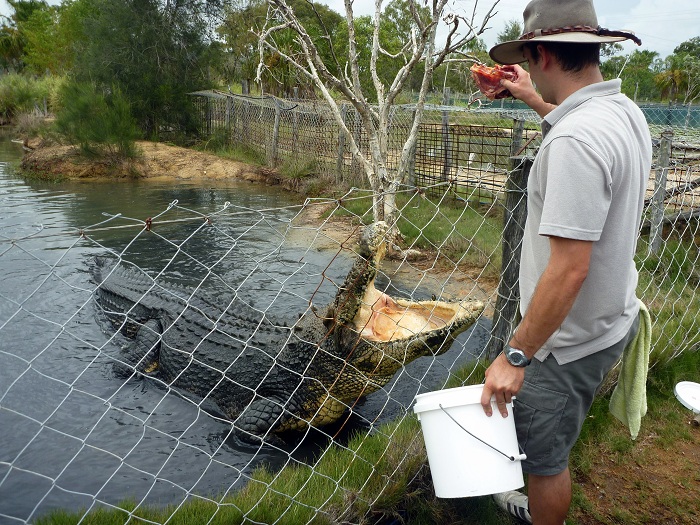 Croc Farm