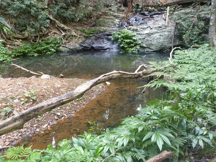 Bunya Mountains