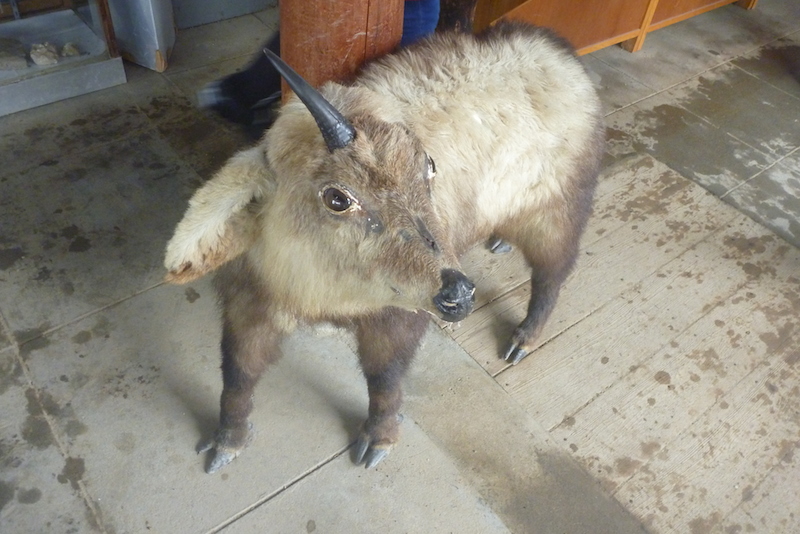 Japanese Serow